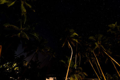 Low angle view of coconut palm tree against sky at night