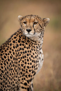 Close-up of cheetah sitting looking over shoulder