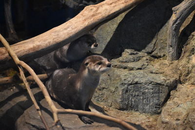 Close-up of an animal