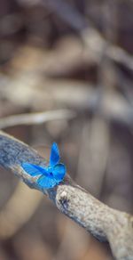 Close-up of insect on blue flower