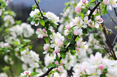 Close-up of pink flowers on tree