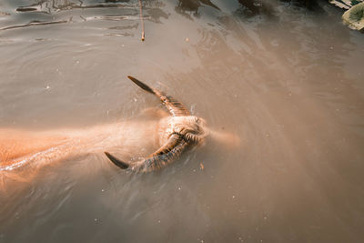 High angle view of water buffalo swimming in lake