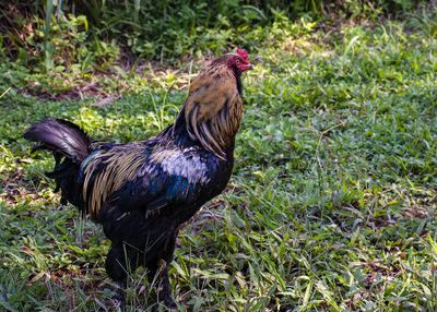 Peacock in a field