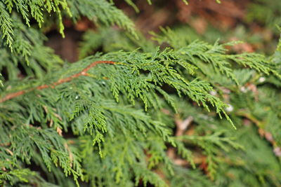 Close-up of tree branch during winter