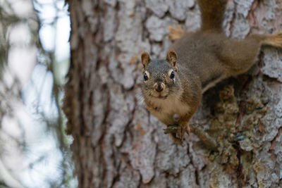 Portrait of squirrel on tree trunk