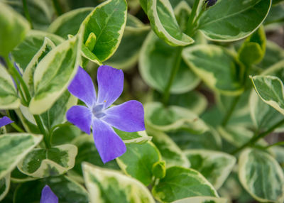 Close-up of purple flowering plant leaves