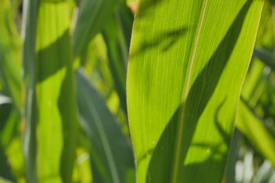 Close-up of green leaves