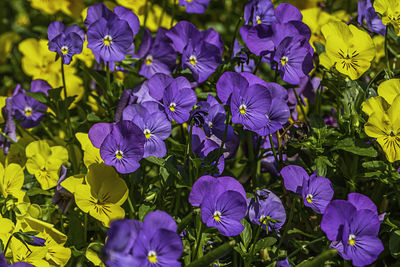 Yellow and purple pansies blooming in the garden ,spring time