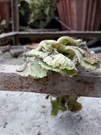 Close-up of plant against blurred background