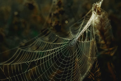 Close-up of spider web