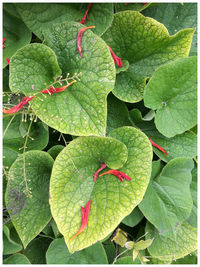 Full frame shot of plant