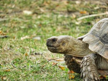 Close-up of a turtle on field