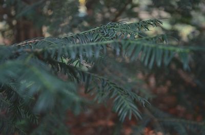 Close-up of pine tree