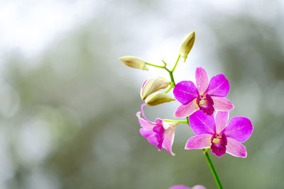 Close-up of pink flowering plant