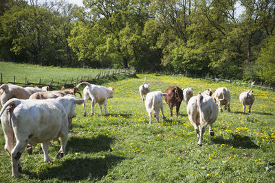 Herd of cows running on meadow