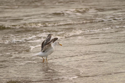 Bird on beach