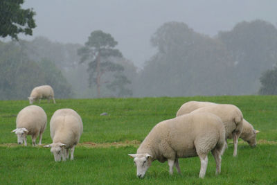 Sheep grazing in a field