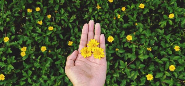 Cropped image of person hand on yellow flowering plants