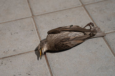 High angle view of a bird