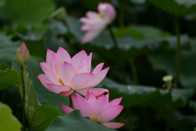 Close-up of pink flowering plant