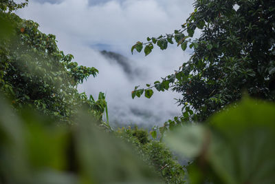 Low angle view of trees against sky