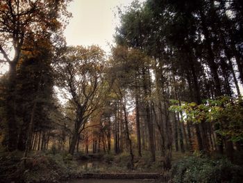 Trees in forest during autumn