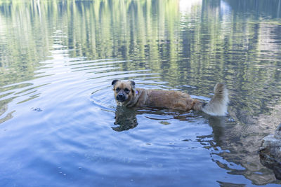 Dog swimming in lake