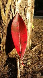 Close-up of red maple leaf on tree trunk