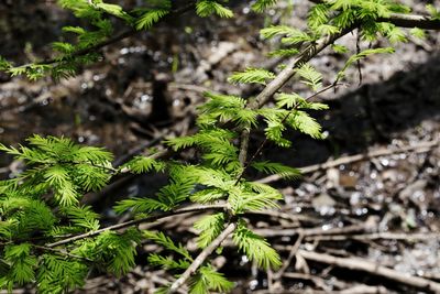 Close-up of fresh green plant