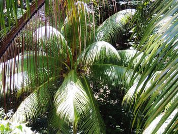 Close-up of fresh green plants