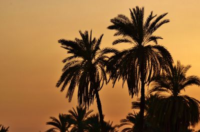 Low angle view of palm trees against sky