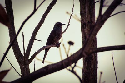 Bird perching on tree branch