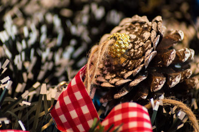Close-up of woman holding plant