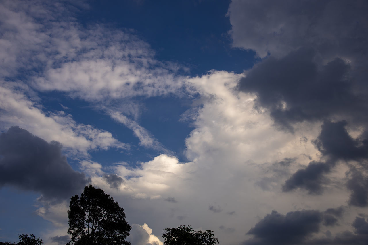 LOW ANGLE VIEW OF TREE AGAINST SKY