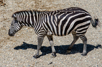 Close-up of zebra standing