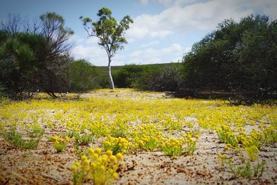 Plants growing on field