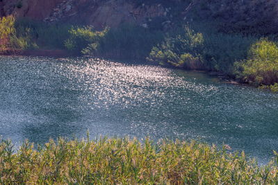Scenic view of lake in forest