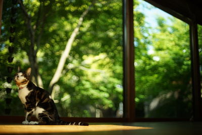 A tabby cat sitting against the background of fresh green