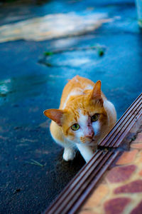 High angle view portrait of ginger cat