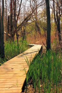 Road amidst trees in forest