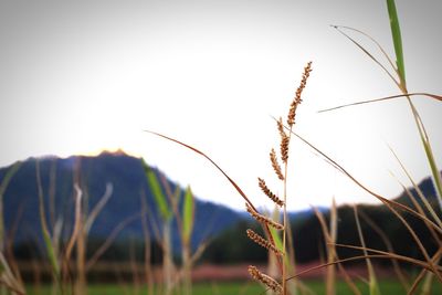 Close-up of stalks against clear sky during sunset