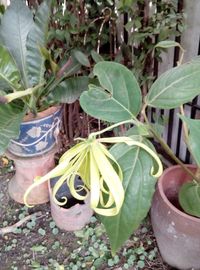 High angle view of potted plants