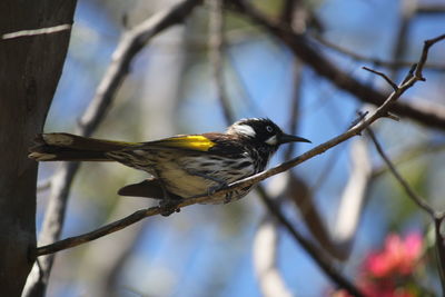 Close-up of bird perching on tree