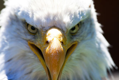 Close-up of the head of a bald eagle