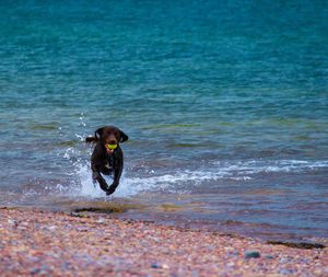 Dog on beach by sea against sky running 