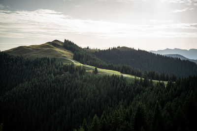 Mountain top with forest range in the foreground