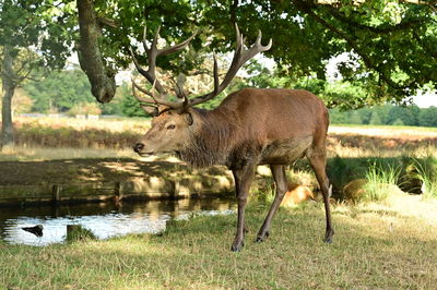 Horse grazing on field