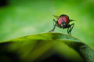 Close-up of fly on leaf