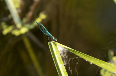 Close-up of an insect on a plant