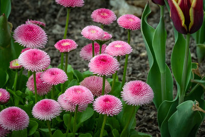 Close-up of pink flowering plants